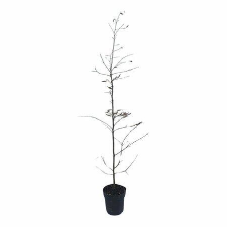 Carpinus betulus - afbeelding 7