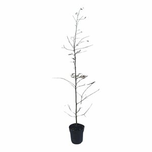 Carpinus betulus - afbeelding 7