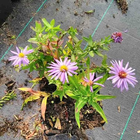 Aster dumosus 'Prof. Anton Kippenberg' P9 - afbeelding 16