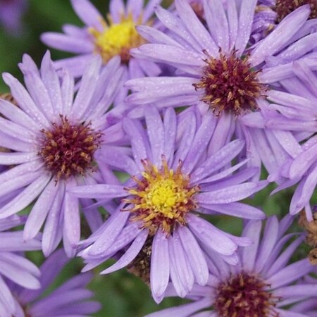 Aster dumosus 'Prof. Anton Kippenberg' P9 - afbeelding 4