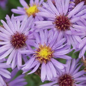 Aster dumosus 'Prof. Anton Kippenberg' P9 - afbeelding 4
