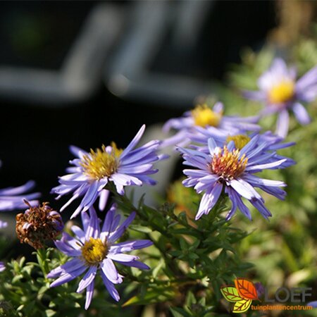 Aster dumosus 'Prof. Anton Kippenberg' P9 - afbeelding 1