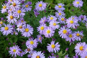 Aster dumosus 'Prof. Anton Kippenberg' P9 - afbeelding 15