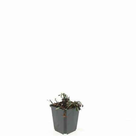 Aster dumosus 'Prof. Anton Kippenberg' P9 - afbeelding 6