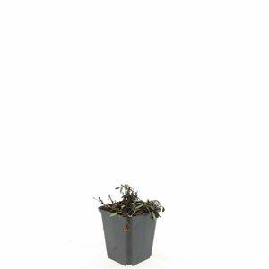 Aster dumosus 'Prof. Anton Kippenberg' P9 - afbeelding 6