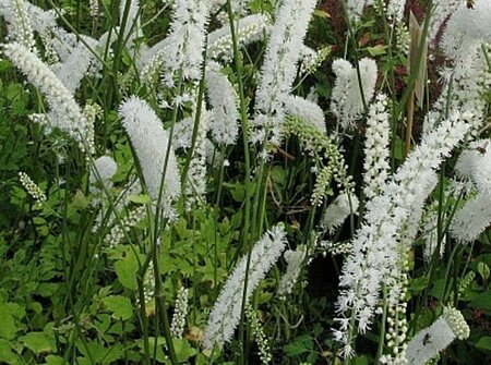 Actaea simplex 'White Pearl' P9 - afbeelding 4