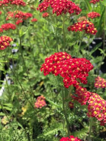 Achillea millefolium 'Paprika' P9 - afbeelding 2