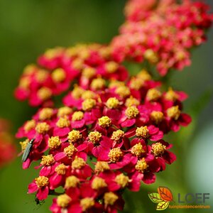 Achillea millefolium 'Paprika' P9 - afbeelding 3