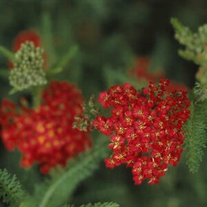 Achillea millefolium 'Paprika' P9 - afbeelding 9