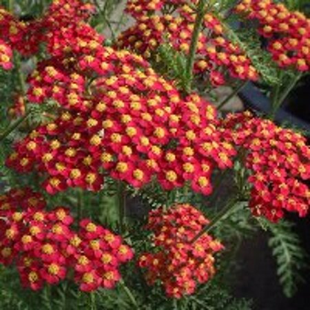 Achillea millefolium 'Paprika' P9 - afbeelding 7