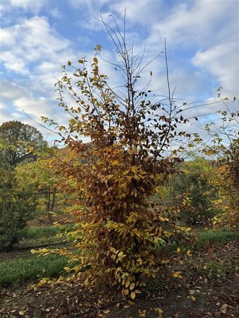 Carpinus betulus ST. 180 16-18 C. Lei - afbeelding 2