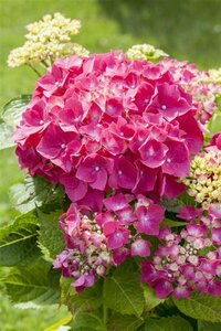 Hydrangea macrophylla 'Alpenglühen' C2