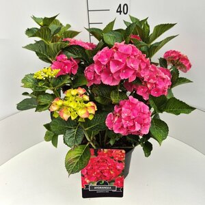 Hydrangea macrophylla 'Alpenglühen' C2 - afbeelding 3