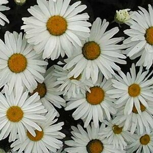 Leucanthemum superbum 'Silberprinzessche P9 - afbeelding 4