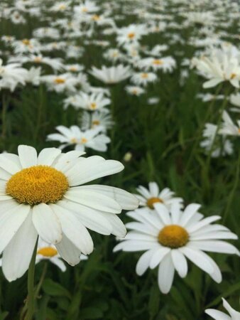 Leucanthemum superbum 'Silberprinzessche P9 - afbeelding 8
