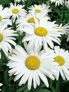 Leucanthemum superbum 'Silberprinzessche P9 - afbeelding 5