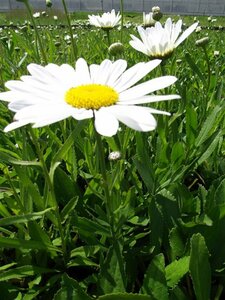 Leucanthemum superbum 'Silberprinzessche P9 - afbeelding 6