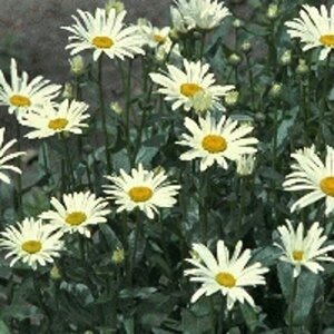 Leucanthemum superbum 'Silberprinzessche P9 - afbeelding 7