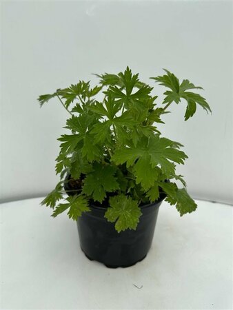 Delphinium pacific 'Black Knight' P9 - afbeelding 6