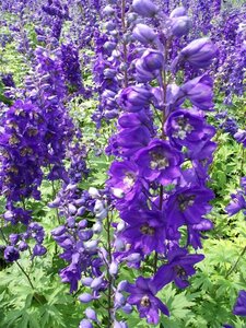 Delphinium pacific 'Black Knight' P9 - afbeelding 2