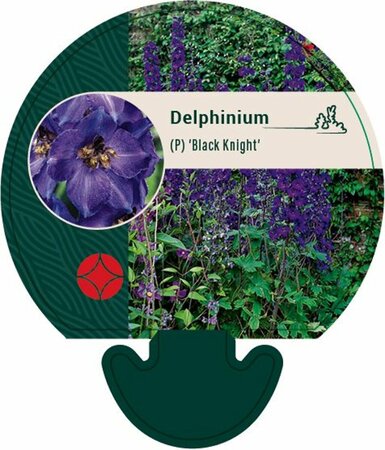 Delphinium pacific 'Black Knight' P9 - afbeelding 1