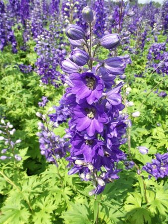 Delphinium pacific 'Black Knight' P9 - afbeelding 3