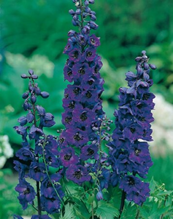 Delphinium pacific 'Black Knight' P9 - afbeelding 4
