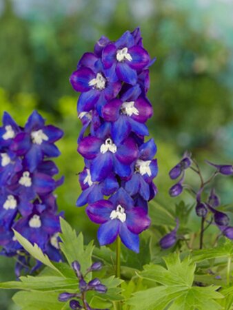 Delphinium pacific 'Black Knight' P9 - afbeelding 5