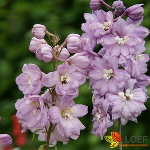 Delphinium pacific 'Astolat' P9
