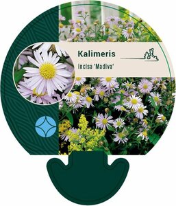 Kalimeris incisa 'Madiva' P9 - afbeelding 6