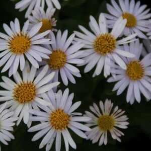 Kalimeris incisa 'Madiva' P9 - afbeelding 5
