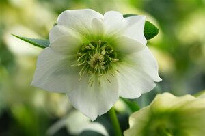 Helleborus or. 'Pretty Ellen White' P9