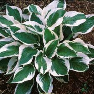 Hosta 'Patriot' P9 - afbeelding 4
