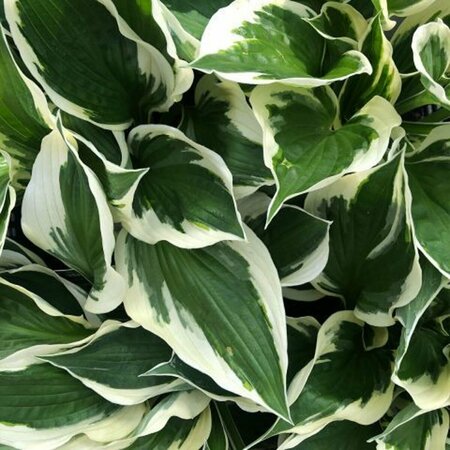 Hosta 'Patriot' P9 - afbeelding 1