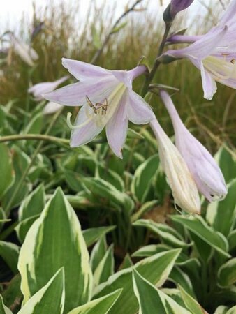 Hosta 'Patriot' P9 - afbeelding 3