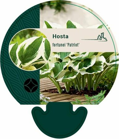 Hosta 'Patriot' P9 - afbeelding 2