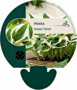 Hosta 'Patriot' P9