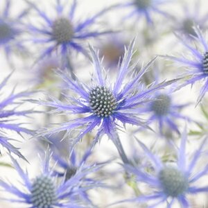 Eryngium zabelii 'Big Blue' P9 - afbeelding 2