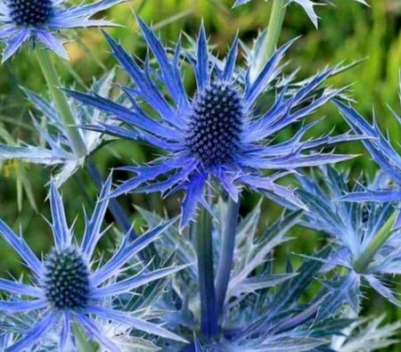 Eryngium zabelii 'Big Blue' P9 - afbeelding 4