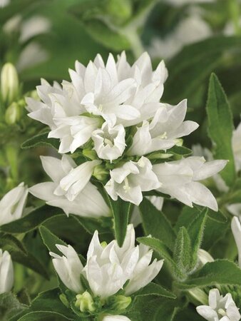 Campanula glomerata 'Alba' P9 - afbeelding 2