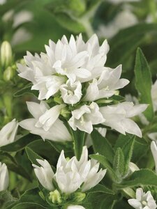 Campanula glomerata 'Alba' P9 - afbeelding 2