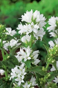 Campanula glomerata 'Alba' P9 - afbeelding 3