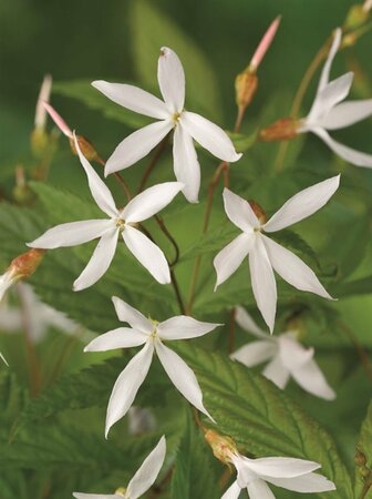 Gillenia trifoliata P9 - afbeelding 7