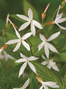 Gillenia trifoliata P9 - afbeelding 7
