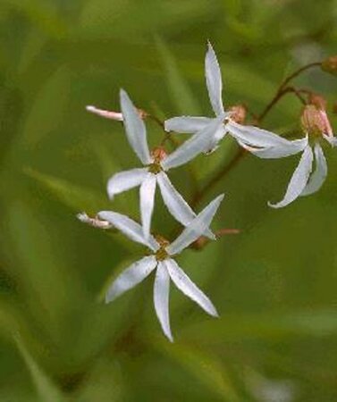 Gillenia trifoliata P9 - afbeelding 10