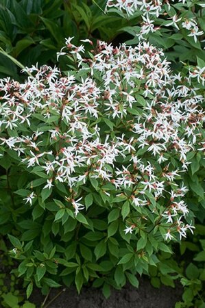 Gillenia trifoliata P9 - afbeelding 5