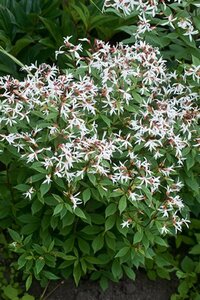 Gillenia trifoliata P9 - afbeelding 5