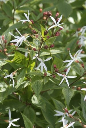 Gillenia trifoliata P9 - afbeelding 2