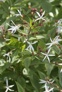 Gillenia trifoliata P9 - afbeelding 2