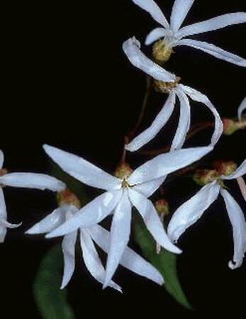 Gillenia trifoliata P9 - afbeelding 9